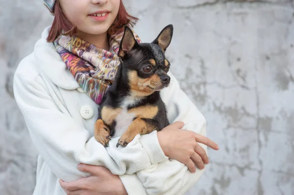 Lilla Chihuahua sitter tyst på armarna på sina vackra ägare vacker tonåring flicka och Chihuahua — Stockfoto