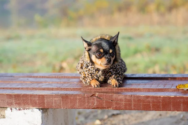 Chihuahua está sentado en el banco con ropa. bastante marrón chihuahua perro de pie y frente a la cámara . — Foto de Stock