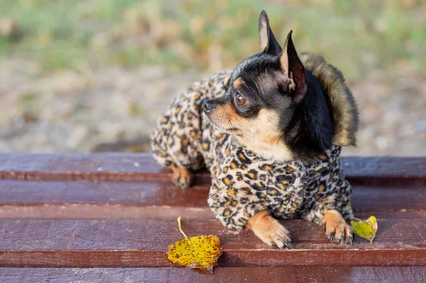 Chihuahua está sentado en el banco con ropa. bastante marrón chihuahua perro de pie y frente a la cámara . — Foto de Stock