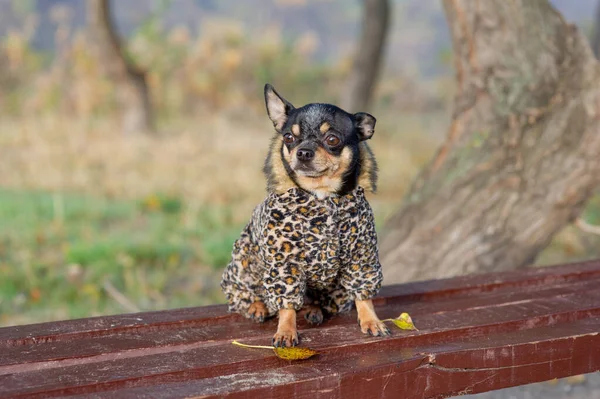 Chihuahua elbise içinde bankta oturuyor. Güzel kahverengi chihuahua köpeği ayakta kameraya bakıyor.. — Stok fotoğraf