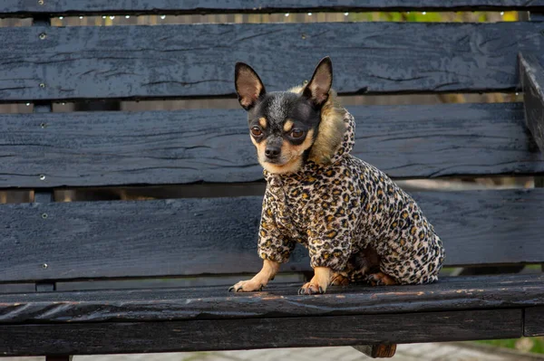 Chihuahua sitzt in Kleidern auf der Bank. Hübscher brauner Chihuahua-Hund steht vor der Kamera. — Stockfoto