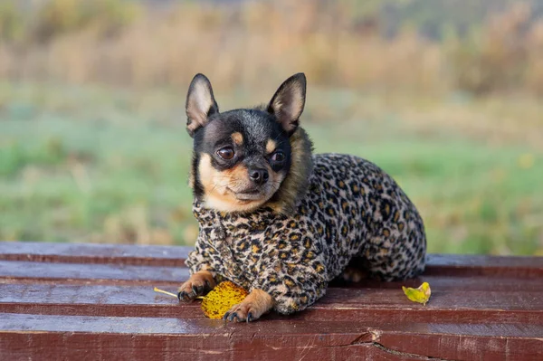 Чихуахуа сидит на скамейке в одежде. Довольно коричневая чихуахуа собака стоит и смотрит в камеру . — стоковое фото