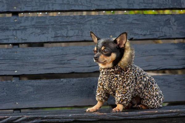 Чихуахуа сидит на скамейке в одежде. Довольно коричневая чихуахуа собака стоит и смотрит в камеру . — стоковое фото