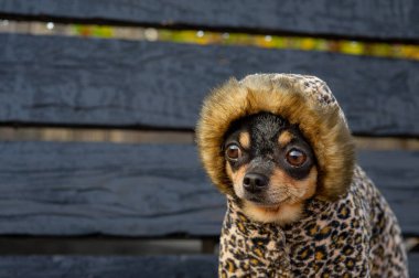 Chihuahua elbise içinde bankta oturuyor. Güzel kahverengi chihuahua köpeği ayakta kameraya bakıyor..