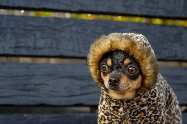 Chihuahua siedzi na ławce w ubraniach. Dość brązowy pies chihuahua stoi i stoi twarzą do kamery. — Zdjęcie stockowe