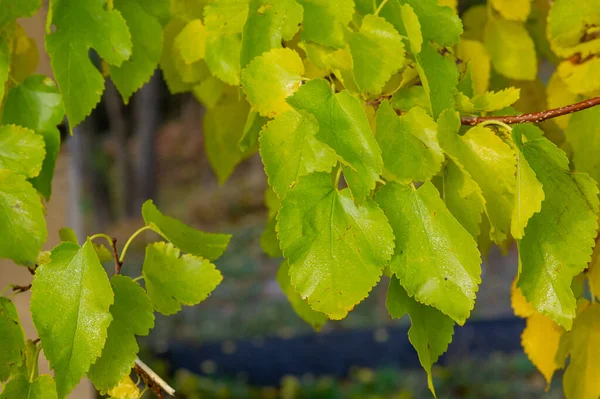 Feuilles vertes par une journée ensoleillée début de l'automne. Feuilles vertes contre le ciel, Automne — Photo