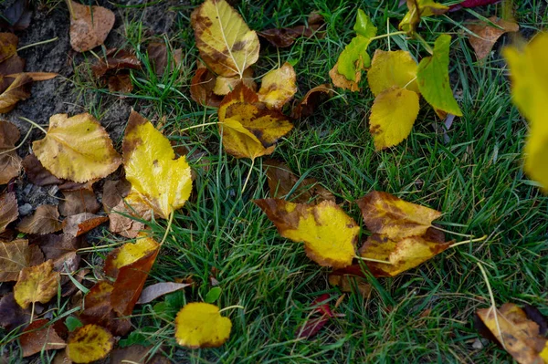 Feuilles vertes par une journée ensoleillée début de l'automne. Feuilles vertes contre le ciel, Automne — Photo