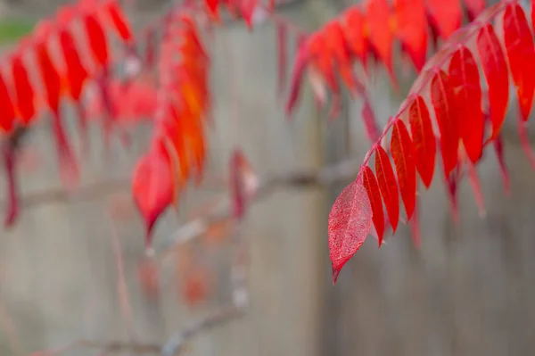 Zielony, czerwony i żółty liście w słoneczny dzień wczesną jesienią. Zielone liście na niebie, — Zdjęcie stockowe