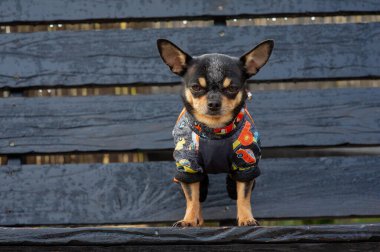 Chihuahua elbise içinde bankta oturuyor. Güzel kahverengi chihuahua köpeği ayakta kameraya bakıyor..