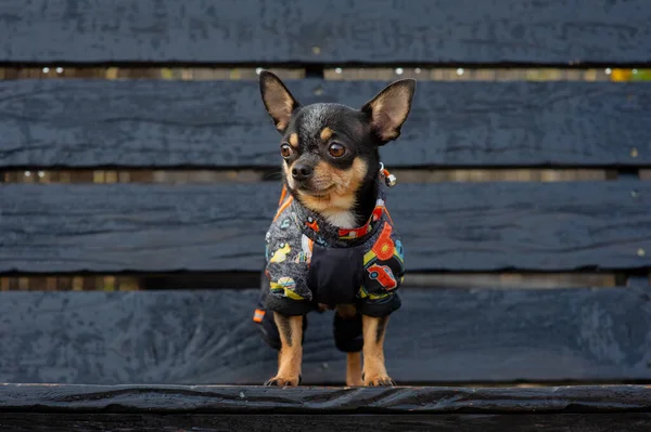 Chihuahua está sentado en el banco con ropa. bastante marrón chihuahua perro de pie y frente a la cámara . —  Fotos de Stock