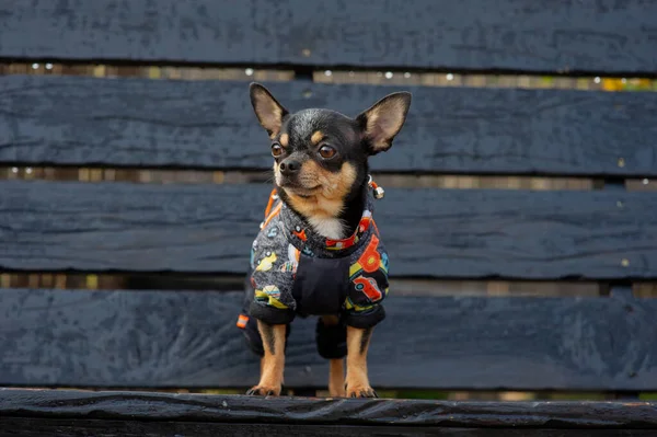 Chihuahua está sentado en el banco con ropa. bastante marrón chihuahua perro de pie y frente a la cámara . —  Fotos de Stock