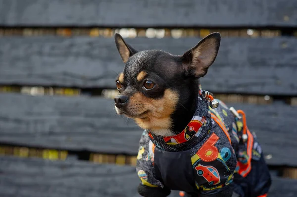 Chihuahua κάθεται στον πάγκο με ρούχα. Αρκετά καφέ σκυλί chihuahua στέκεται και αντιμετωπίζει την κάμερα. — Φωτογραφία Αρχείου