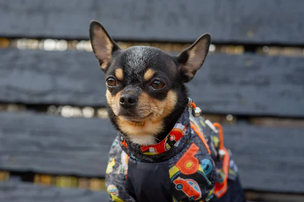 Chihuahua sitter på bänken i kläder. Söt brun chihuahua hund stående och vänd mot kameran. — Stockfoto