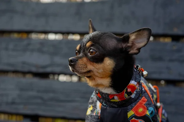 Chihuahua sitter på bänken i kläder. Söt brun chihuahua hund stående och vänd mot kameran. — Stockfoto