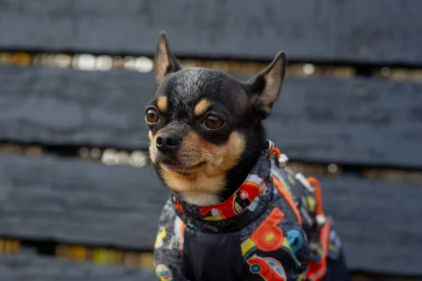 Chihuahua siedzi na ławce w ubraniach. Dość brązowy pies chihuahua stoi i stoi twarzą do kamery. — Zdjęcie stockowe