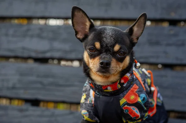 Chihuahua sitter på bänken i kläder. Söt brun chihuahua hund stående och vänd mot kameran. — Stockfoto
