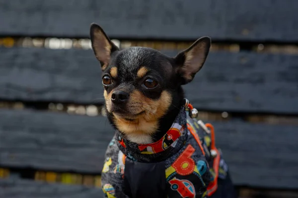 Chihuahua κάθεται στον πάγκο με ρούχα. Αρκετά καφέ σκυλί chihuahua στέκεται και αντιμετωπίζει την κάμερα. — Φωτογραφία Αρχείου