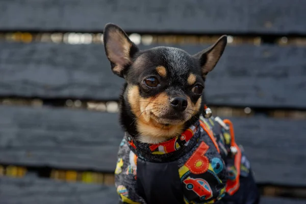 Chihuahua sitter på bänken i kläder. Söt brun chihuahua hund stående och vänd mot kameran. — Stockfoto