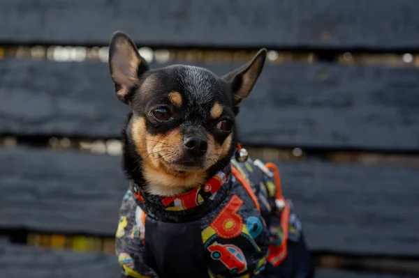 Chihuahua sitter på bänken i kläder. Söt brun chihuahua hund stående och vänd mot kameran. — Stockfoto