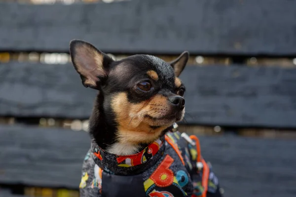 Chihuahua sitter på bänken i kläder. Söt brun chihuahua hund stående och vänd mot kameran. — Stockfoto