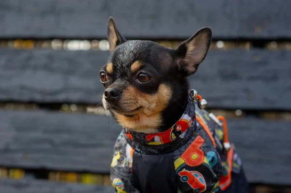 Chihuahua siedzi na ławce w ubraniach. Dość brązowy pies chihuahua stoi i stoi twarzą do kamery. — Zdjęcie stockowe