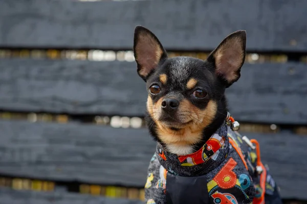 Chihuahua siedzi na ławce w ubraniach. Dość brązowy pies chihuahua stoi i stoi twarzą do kamery. — Zdjęcie stockowe