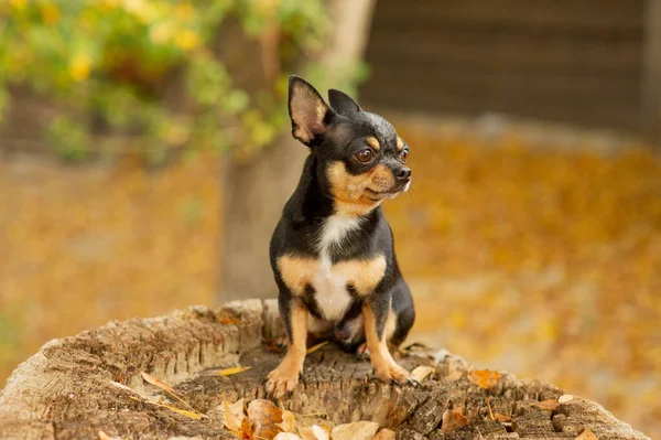 Chihuahua está sentado no banco. Muito marrom chihuahua cão de pé e de frente para a câmera . — Fotografia de Stock