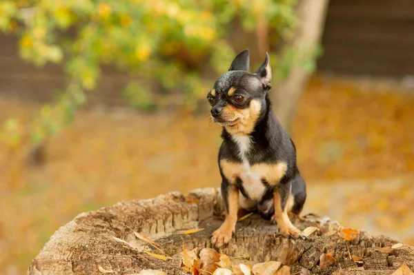 Chihuahua è seduto sulla panchina. Piuttosto marrone cane chihuahua in piedi e di fronte alla fotocamera . — Foto Stock