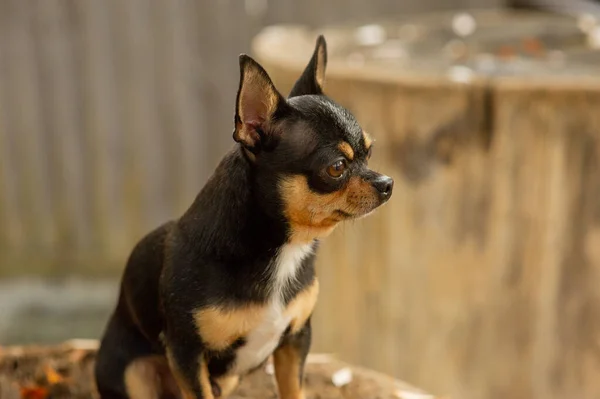 Chihuahua está sentado en el banco. bastante marrón chihuahua perro de pie y frente a la cámara . — Foto de Stock