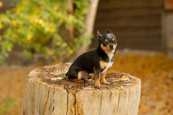 Chihuahua siedzi na ławce. Pretty Brown pies chihuahua stoi i stoi w aparacie. — Zdjęcie stockowe