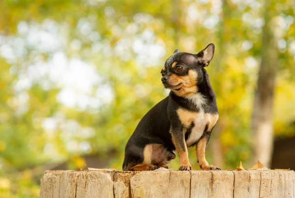 Chihuahua está sentado no banco. Muito marrom chihuahua cão de pé e de frente para a câmera . — Fotografia de Stock