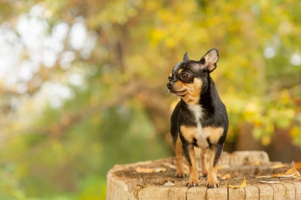 Chihuahua stă pe bancă. Destul de maro chihuahua câine în picioare și cu care se confruntă camera . — Fotografie, imagine de stoc