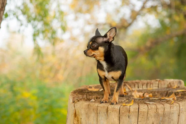 Chihuahua è seduto sulla panchina. Piuttosto marrone cane chihuahua in piedi e di fronte alla fotocamera . — Foto Stock