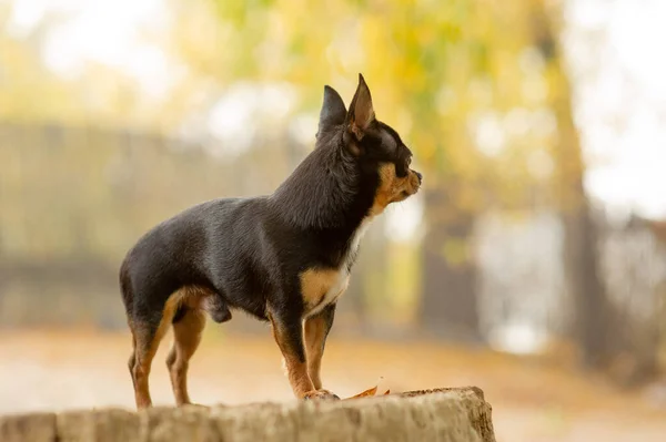 Chihuahua bankta oturuyor. Pretty kahverengi chihuahua köpek ayakta ve kamera bakan. — Stok fotoğraf