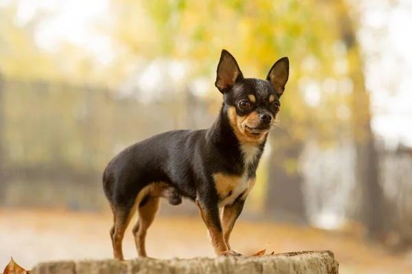 Chihuahua siedzi na ławce. Pretty Brown pies chihuahua stoi i stoi w aparacie. — Zdjęcie stockowe
