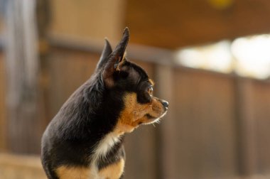 Chihuahua bankta oturuyor. Pretty kahverengi chihuahua köpek ayakta ve kamera bakan.