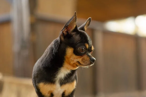 Chihuahua sitter på bänken. Pretty Brown Chihuahua hund stående och vänd mot kameran. — Stockfoto