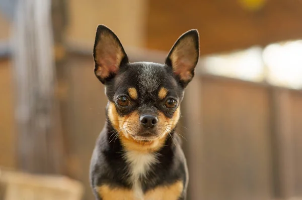 チワワはベンチに座っている。カメラに向かって立って、かなり茶色のチワワ犬. — ストック写真