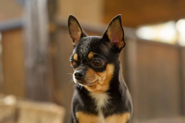 Chihuahua stă pe bancă. Destul de maro chihuahua câine în picioare și cu care se confruntă camera . — Fotografie, imagine de stoc