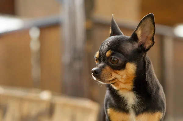 Chihuahua stă pe bancă. Destul de maro chihuahua câine în picioare și cu care se confruntă camera . — Fotografie, imagine de stoc
