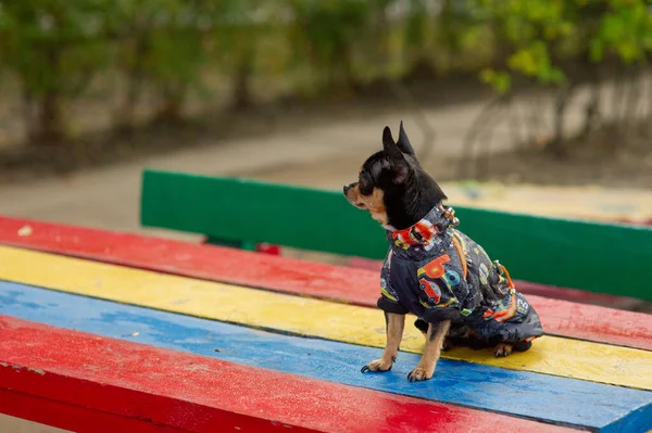 Chihuahua siedzi na ławce. Pretty Brown pies chihuahua stoi i stoi w aparacie. — Zdjęcie stockowe