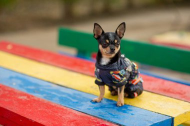 Chihuahua bankta oturuyor. Pretty kahverengi chihuahua köpek ayakta ve kamera bakan.