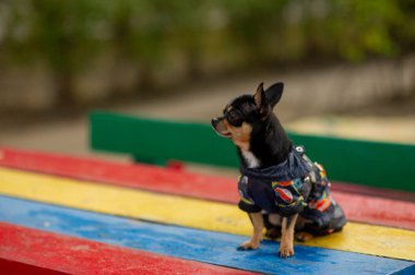 Chihuahua bankta oturuyor. Pretty kahverengi chihuahua köpek ayakta ve kamera bakan.