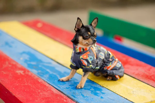Chihuahua ül a padon. Elég barna Chihuahua kutya állt, és szemben a kamera. — Stock Fotó