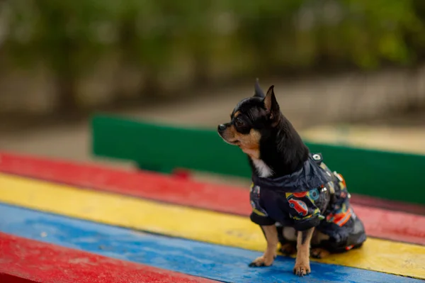 Чихуахуа сидить на лавці. Досить Браун Чіуауа собака стоїть і стикаються з камерою. — стокове фото