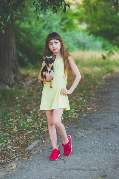 Niña con un cachorro chihuahua al atardecer. Un cachorro en manos de una chica —  Fotos de Stock