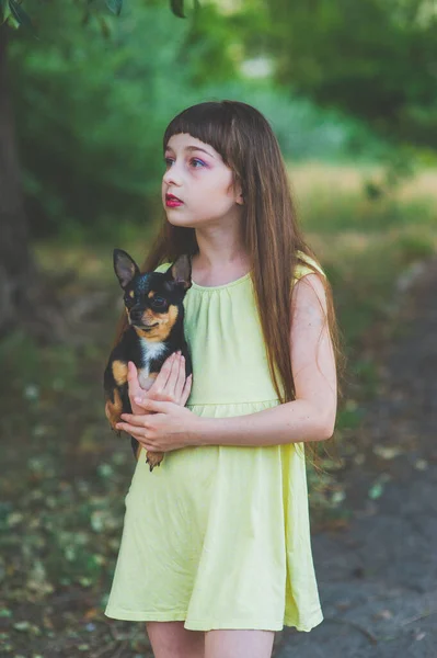 Kleines Mädchen mit einem Chihuahua-Welpen bei Sonnenuntergang. ein Welpe in den Händen eines Mädchens — Stockfoto