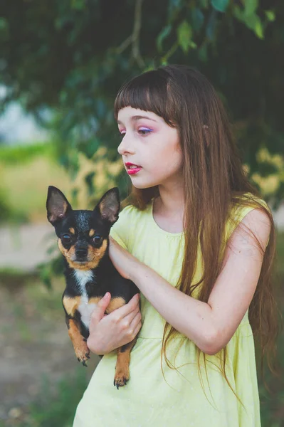 Little girl with a chihuahua puppy at sunset. A puppy in the hands of a girl — Stock Photo, Image