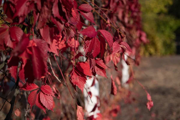 Κόκκινα φύλλα από άγρια σταφύλια. Πολύχρωμο φθινόπωρο, φωτεινό φόντο άγρια σταφύλια. — Φωτογραφία Αρχείου