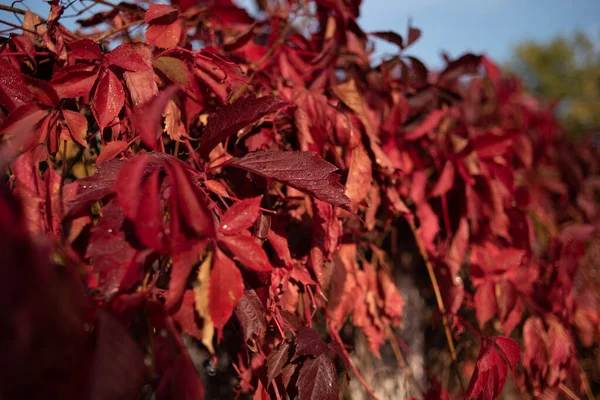 Folhas vermelhas de uvas selvagens. Outono colorido, fundo de uva selvagem brilhante . — Fotografia de Stock